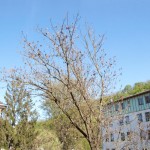 Baum im Hof