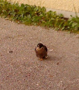 falke Turmfalke